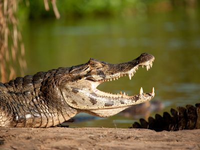 Caiman-yacare Caiman-yacare