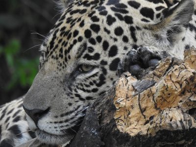 Panthera-onca Panthera-onca