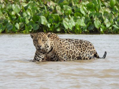 Panthera-onca Panthera-onca