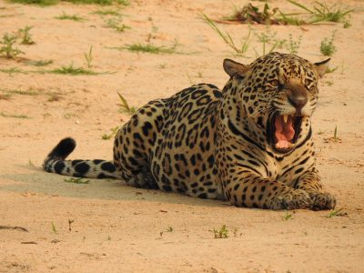 Panthera-onca Panthera-onca