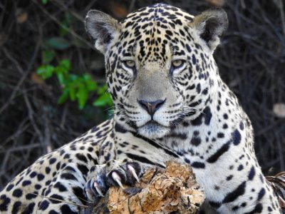 Panthera-onca Panthera-onca