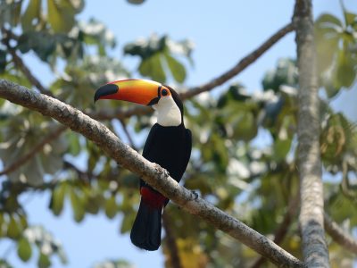 Ramphastos-toco Ramphastos-toco